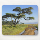 Suche nach akazienbaum mousepads Adam jones