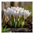 Suche nach krokus poster Flora