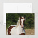 Suche nach pinto postkarten Tier