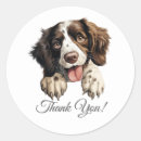 Suche nach englischer springer spanielhund Englisch springer spaniel