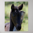 Suche nach friesisches pferd poster Schwarzes
