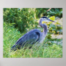 Suche nach great blue heron poster Tiere