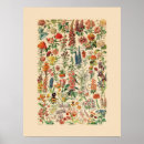 Suche nach antike botanische illustration poster Pflanze