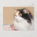 Suche nach isst postkarten Katze
