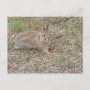 Suche nach klugheit postkarten Hase