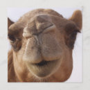 Suche nach kamel einladungen Tier