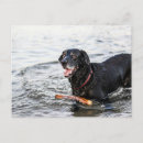 Suche nach lustiger labrador postkarten Haustiere