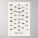 Suche nach säugetiere poster Wildtiere