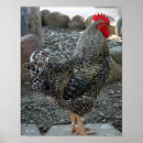 Suche nach tierphotographie poster Vogel