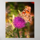 Suche nach brauner schmetterling poster Fotografie