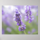Suche nach lavendel blumen poster Lila