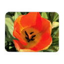 Suche nach innere magnete Orange