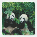 Suche nach pandas aufkleber Bamboo