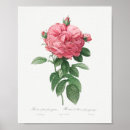 Suche nach rosen poster Blume
