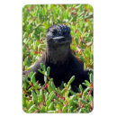 Suche nach eidechse magnete Leguan