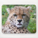 Suche nach albern mousepads Wild
