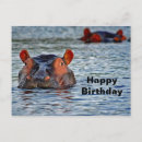 Suche nach hippo postkarten Tierwelt