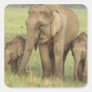 Suche nach indischer elefant aufkleber Fauna