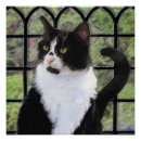 Suche nach katzenmalereien poster Kätzchen