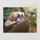 Suche nach pekingeser postkarten Pekingese welpe