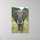 Suche nach masai Loxodonta africana