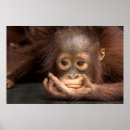 Suche nach orangutan poster Monkey