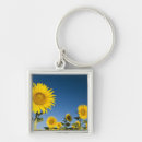 Suche nach provence Valensole