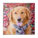Suche nach golden retriever fliesen Gelbschildkröte