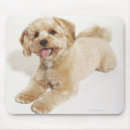 Suche nach loyalität mousepads Fotografie