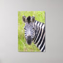 Suche nach zebra leinwand Tier