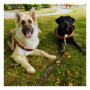 Suche nach arbeitend poster Hunde