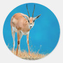 Suche nach antilopen aufkleber Gallo images