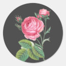 Suche nach rosenblüte aufkleber Botanisch