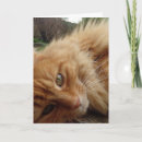 Suche nach katzengesicht karten Für alle