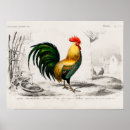 Suche nach hahn poster Vogel