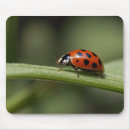 Suche nach insekten mousepads Wildtiere