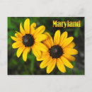 Suche nach maryland staat postkarten Blume