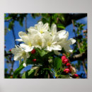 Suche nach china andere poster Blüte