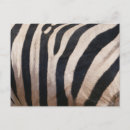 Suche nach zebrastreifen postkarten Für alle
