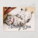 Suche nach alberne katzen postkarten Für alle