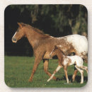 Suche nach appaloosa untersetzer Pferd