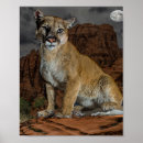 Suche nach cougar poster Tierwelt