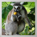 Suche nach lemur poster Primat