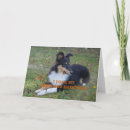 Suche nach shetland karten Schafhund