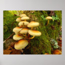 Suche nach schwefel poster Pilz
