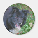 Suche nach collie magnete Niedlich