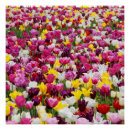 Suche nach tulpen poster Natur
