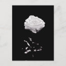 Suche nach schöne weiße rose postkarten Romantisch