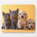 Suche nach russische mousepads Kätzchen