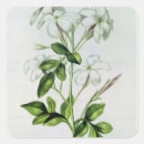 Suche nach jasmin blume aufkleber Blühen